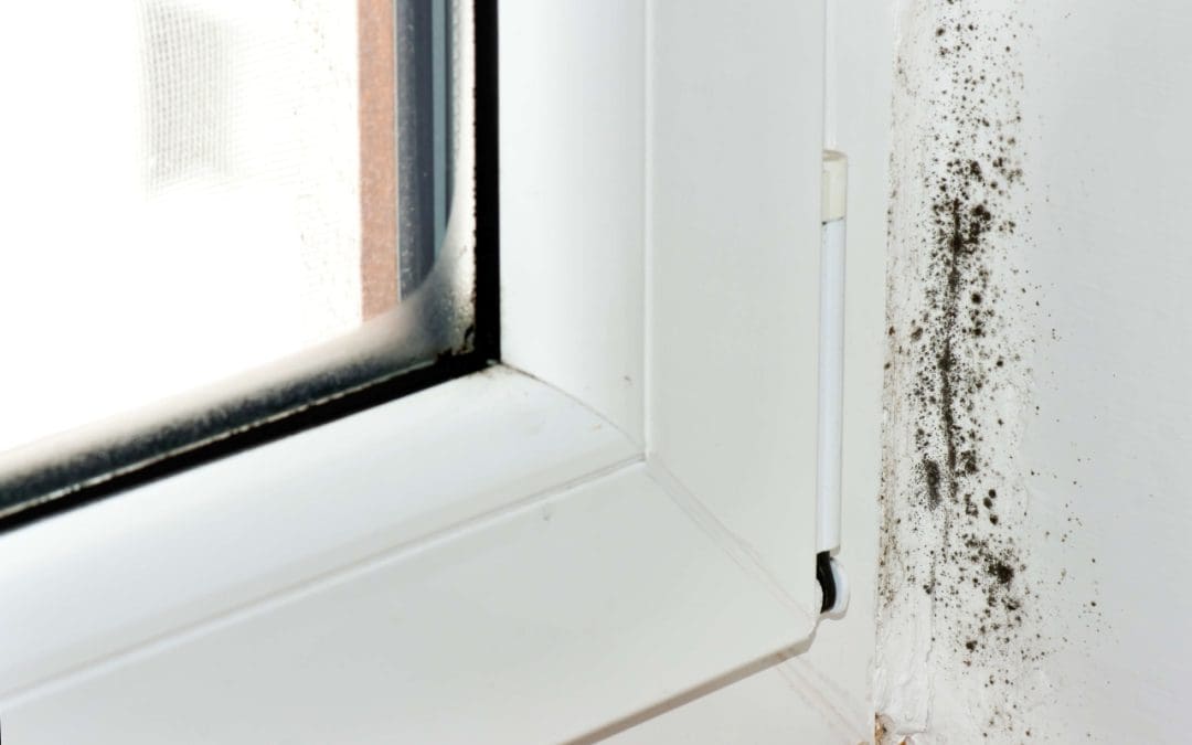Don’t Ignore the Signs: Spotting Mold Growth in Your Home