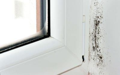Don’t Ignore the Signs: Spotting Mold Growth in Your Home