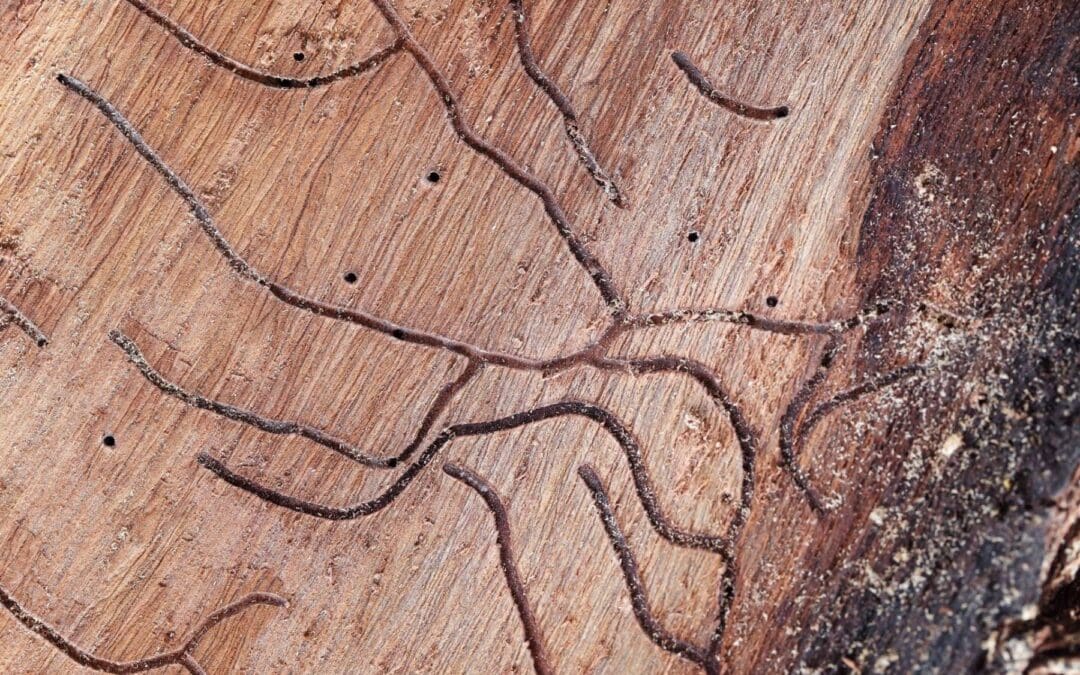 WDO Inspection: What Southwest Michigan Homebuyers Need to Know About Wood-Destroying Organisms