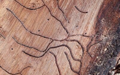 WDO Inspection: What Southwest Michigan Homebuyers Need to Know About Wood-Destroying Organisms